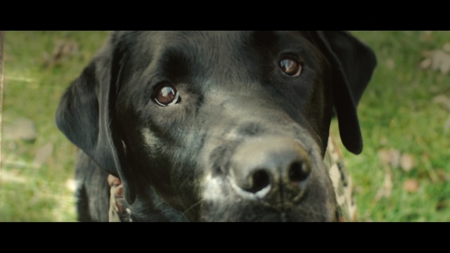 Video Reference: dog, dog breed, dog like mammal, labrador retriever, snout, borador, dog breed group, grass, sporting group, carnivoran