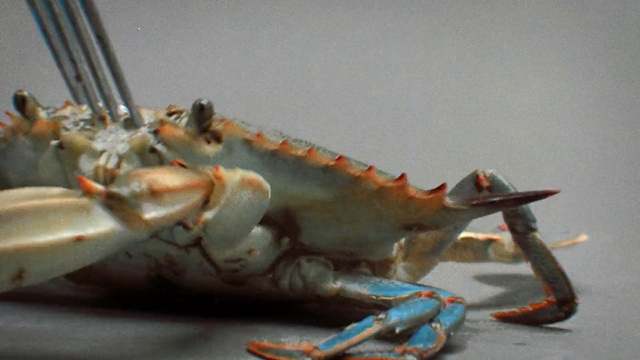 Video Reference: Crab, Claw, Chesapeake blue crab, Decapoda, Invertebrate, Organism, Crustacean, Food, Seafood, Arthropod