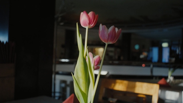 Video Reference: flower, plant, flowering plant, spring, floristry, petal, Person