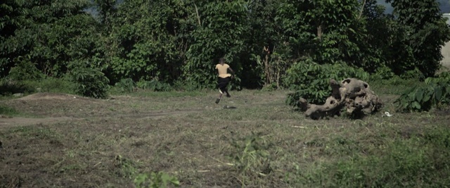 Video Reference: Grass, Natural environment, Tree, Wildlife, Jungle, Plant community, Pasture, Land lot, Shrubland, Plant