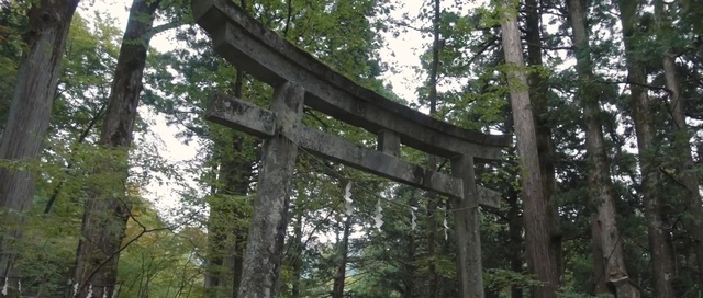 Video Reference: tree, nature reserve, forest, old growth forest, jungle, biome, woodland, rainforest, plant, outdoor structure, Person