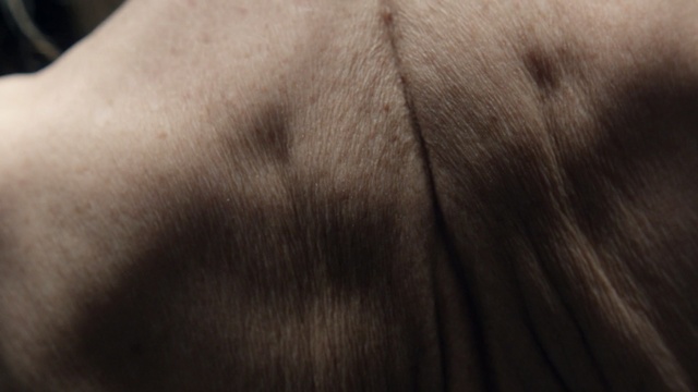 Video Reference: skin, fur, nose, close up, forehead, snout, neck, textile, wood, mane