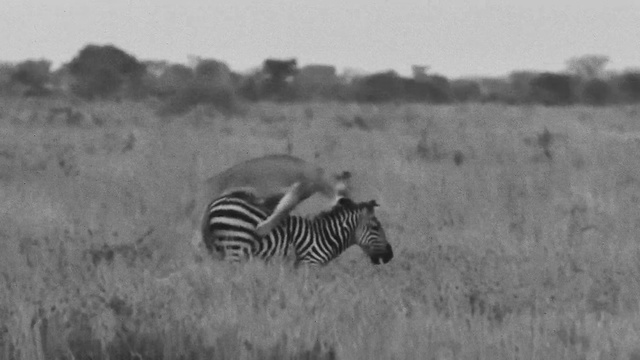 Video Reference: Zebra, Wildlife, Terrestrial animal, Photograph, Black-and-white, Grassland, Natural environment, Savanna, Safari, Monochrome photography
