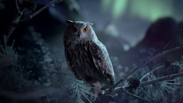 Video Reference: Owl, Bird, Bird of prey, Nature, Western Screech owl, Beak, Branch, Wildlife, Darkness, Adaptation