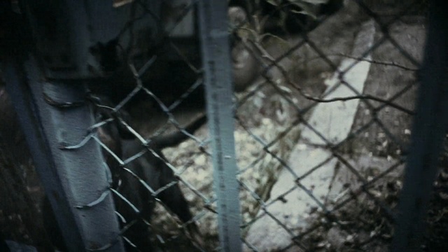 Video Reference: wire fencing, tree, darkness, snout, chain link fencing, animal shelter, window, metal