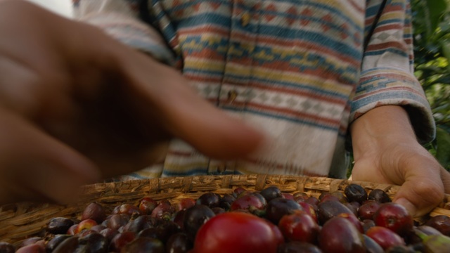 Video Reference: Food, Fruit, Plant, Natural foods, Local food, Hand, Produce, Grape, Chestnut, Superfood