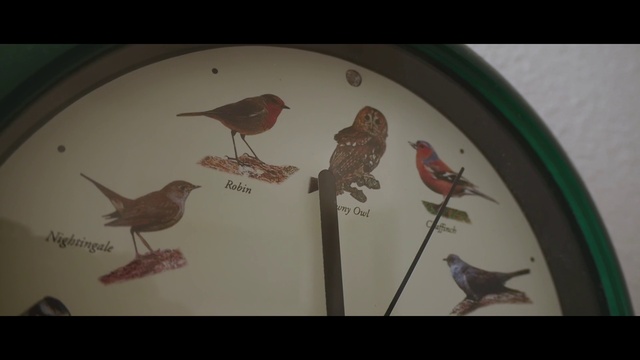 Video Reference: Bird, Beak, Illustration, Art, Organism, Perching bird, Songbird, Visual arts, Drawing, European robin