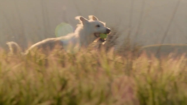 Video Reference: Nature, Wildlife, Atmospheric phenomenon, Grass, Grass, Canidae, Grassland, Terrestrial animal, Adaptation, Prairie