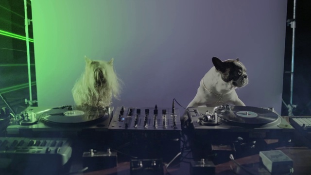 Video Reference: Cat, Sky, Felidae, Whiskers, Cloud, Small to medium-sized cats, Photography, Electronics, Canidae, Carnivore