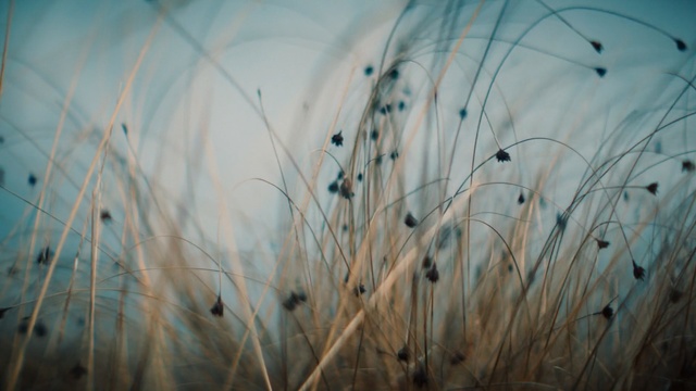 Video Reference: Nature, Grass, Blue, Water, Leaf, Grass, Plant, Branch, Twig, Tree
