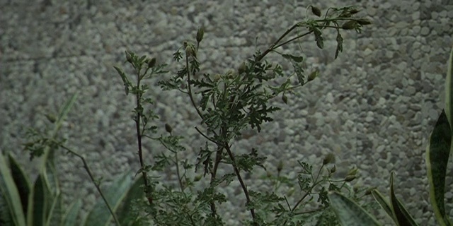 Video Reference: Plant, Flower, Subshrub, Flowering plant, Grass, Tree, Annual plant, Heracleum (plant), Wildflower, Perennial plant, Person