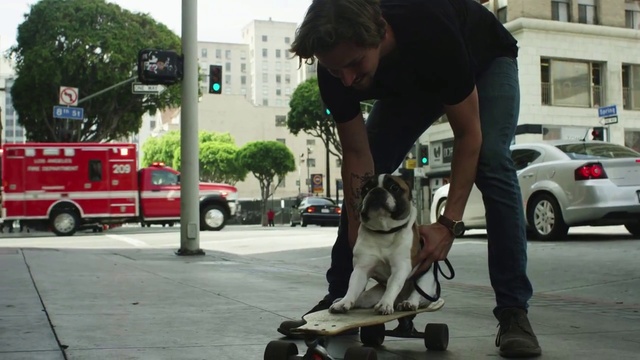 Video Reference: Mode of transport, Dog, Canidae, Police dog, Vehicle, Snout, Recreation, Carnivore, Street dog, Car, Person