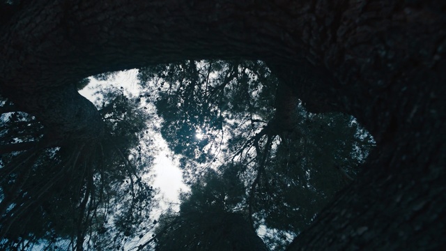 Video Reference: Water, Black, Light, Tree, Sky, Darkness, Architecture, Sunlight, Reflection, Branch