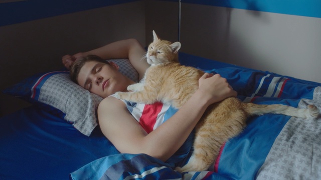 Video Reference: Cat, Facial expression, Felidae, Small to medium-sized cats, Nap, Carnivore, Leg, Sleep, Ear, Whiskers