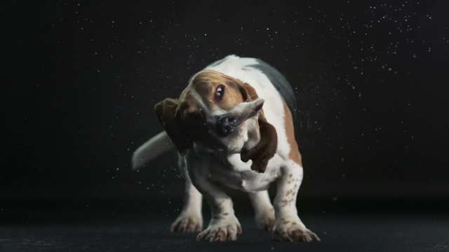 Video Reference: dog like mammal, dog, basset hound, dog breed, snout, hound, carnivoran, beagle, computer wallpaper, Person