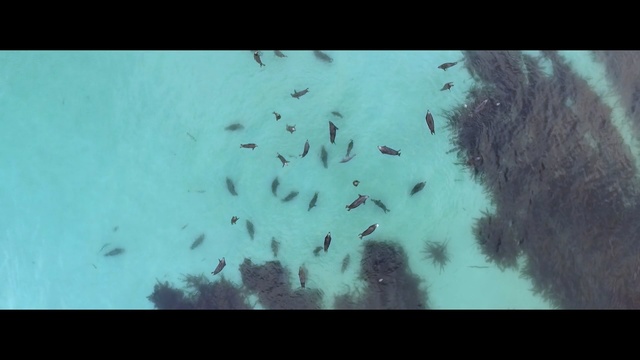 Video Reference: Blue, Turquoise, Water, Organism, Sky