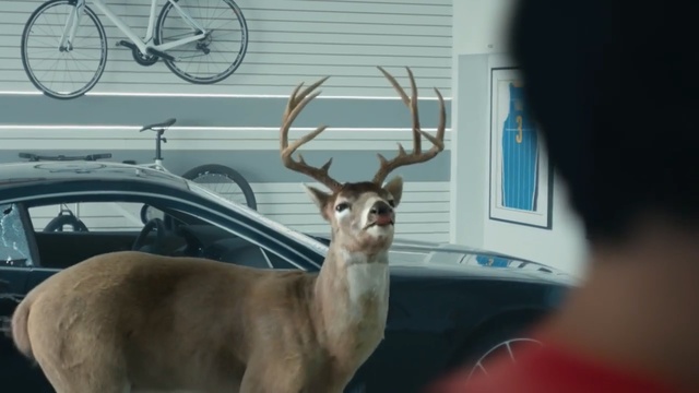Video Reference: Mammal, Vertebrate, Reindeer, Deer, Horn, Antler, Wildlife, White-tailed deer, Elk, Snout