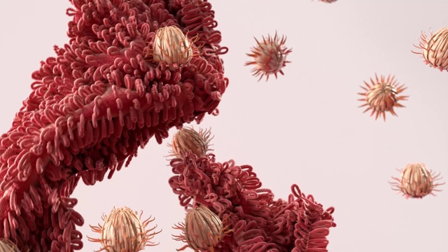 Video Reference: Pink, Flower, Plant, Botany, Organism, Pollen, Flowering plant, Banksia, Pine family, Chrysanths