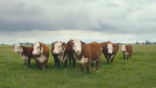 Video Reference: grassland, pasture, herd, cattle like mammal, grazing, ecosystem, mare, farm, steppe, field