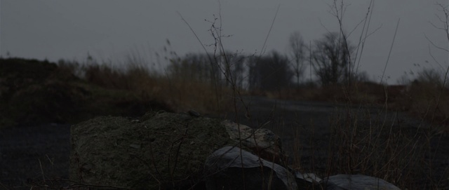 Video Reference: Nature, Black, Sky, Atmospheric phenomenon, Atmosphere, Tree, Morning, Branch, Grass family, Winter