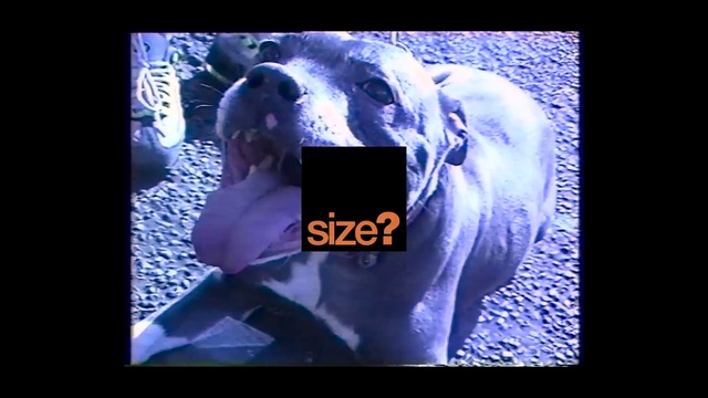 Video Reference: Violet, Purple, Organism, Photography, Snout, Electric blue, Fictional character, Photo caption, Sporting Group, World, Person