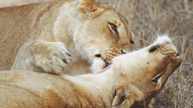 Video Reference: Mammal, Vertebrate, Wildlife, Lion, Terrestrial animal, Felidae, Big cats, Carnivore, Snout, Masai lion