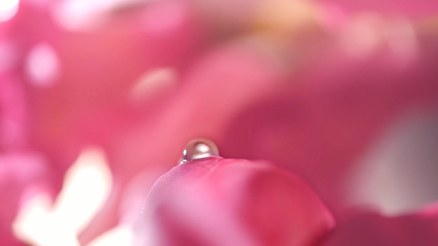 Video Reference: pink, drop, dew, macro photography, close up, water, flower, petal, moisture, magenta