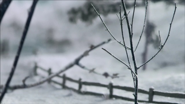 Video Reference: branch, snow, winter, freezing, tree, black and white, frost, twig, ice, sky