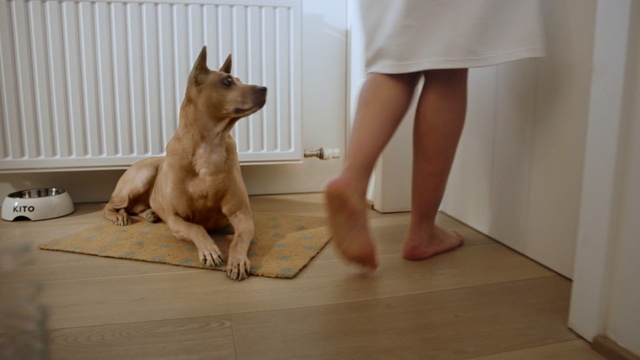 Video Reference: dog, canine, pet, parquet, Person