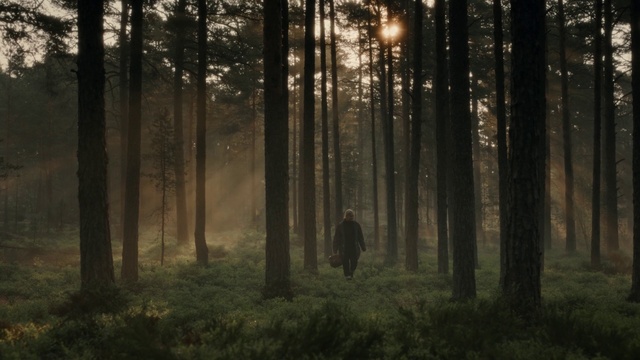 Video Reference: Forest, Woodland, Tree, Nature, Spruce-fir forest, Natural environment, Old-growth forest, Northern hardwood forest, Tropical and subtropical coniferous forests, Atmospheric phenomenon