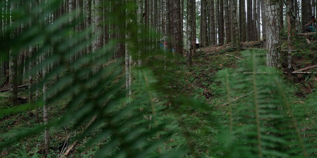 Video Reference: Forest, Spruce-fir forest, Tree, Old-growth forest, Natural environment, Woodland, Northern hardwood forest, Tropical and subtropical coniferous forests, Nature, Vegetation
