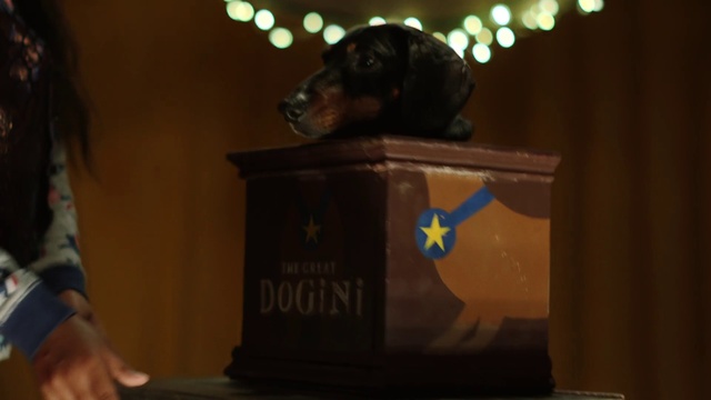 Video Reference: Canidae, Dog, Dachshund, Dog breed, Guard dog, Sporting Group, Night, Carnivore