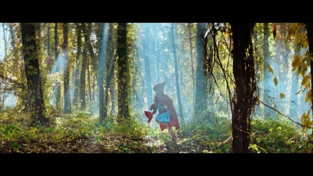 Video Reference: People in nature, Nature, Forest, Natural environment, Woodland, Tree, Vegetation, Old-growth forest, Sunlight, Natural landscape, Person