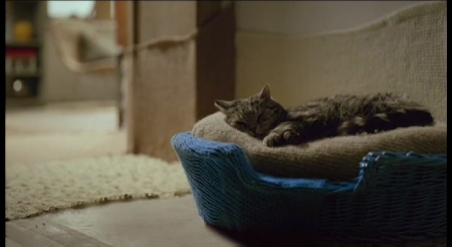 Video Reference: Cat, Felidae, Small to medium-sized cats, Whiskers, Domestic short-haired cat, European shorthair, Kitten, Carnivore, Asian, Room, Person