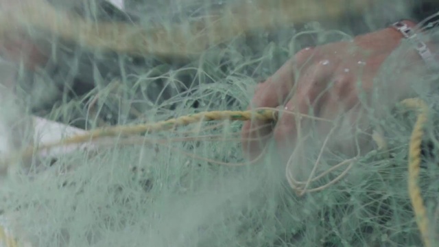 Video Reference: Nature, Grass, Water, Grass, Wildlife, Leaf, Plant