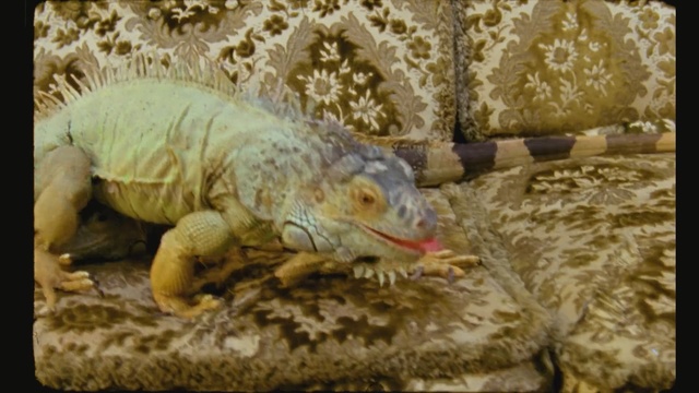 Video Reference: reptile, fauna, scaled reptile, iguana, terrestrial animal, iguania, lizard, organism