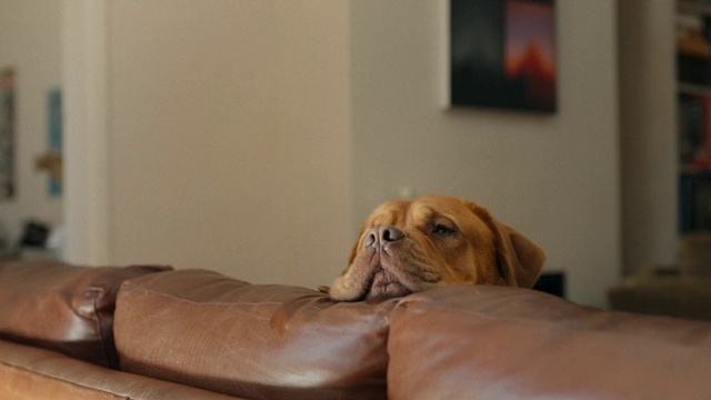 Video Reference: Dog, Mammal, Canidae, Dog breed, Skin, Companion dog, Carnivore, Dogue de bordeaux, Snout, Puppy