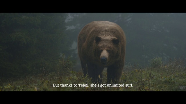 Video Reference: Vertebrate, Terrestrial animal, Nature, Grizzly bear, Wildlife, Atmospheric phenomenon, Bear, Wilderness, Adaptation, Nature reserve, Animal, Brown, Outdoor, Grass, Mammal, Standing, Looking, Field, Large, Walking, Open, Black, Green, Grassy, Forest, White, Text, Carnivore, Brown bear, Kodiak bear, Screenshot