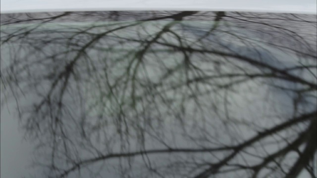 Video Reference: Branch, Twig, Tree, Eye, Sky, Line, Black-and-white, Winter, Plant, Wire