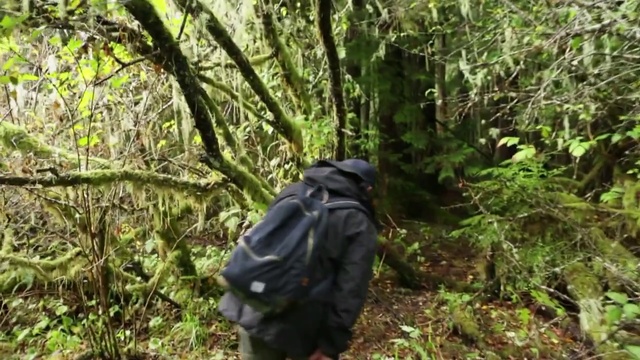 Video Reference: Nature, Vegetation, Natural environment, Jungle, Nature reserve, Forest, Wilderness, Rainforest, Plant community, Tree