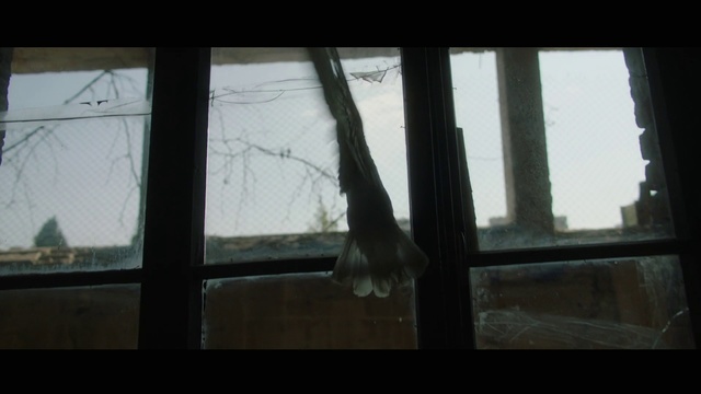 Video Reference: Window, Tree, Snapshot, Glass, Daylighting, Branch, Morning, Wood, Woody plant, Sunlight