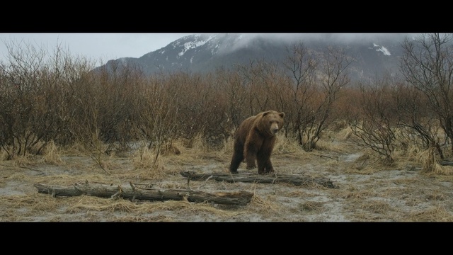 Video Reference: Vertebrate, Grizzly bear, Wildlife, Bear, Brown bear, Adaptation, Terrestrial animal, Carnivore, National park, Photography