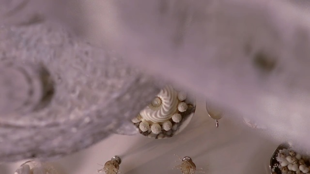 Video Reference: Close-up, Organism, Macro photography, Plant, Flower