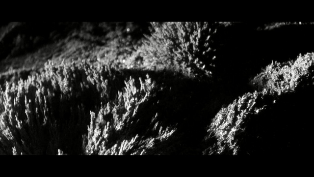 Video Reference: Black, Nature, Monochrome photography, Black-and-white, Photograph, Darkness, Water, Tree, Monochrome, Atmosphere