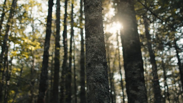 Video Reference: Tree, Forest, Nature, Old-growth forest, Natural environment, Sunlight, Woodland, Northern hardwood forest, Trunk, Temperate broadleaf and mixed forest