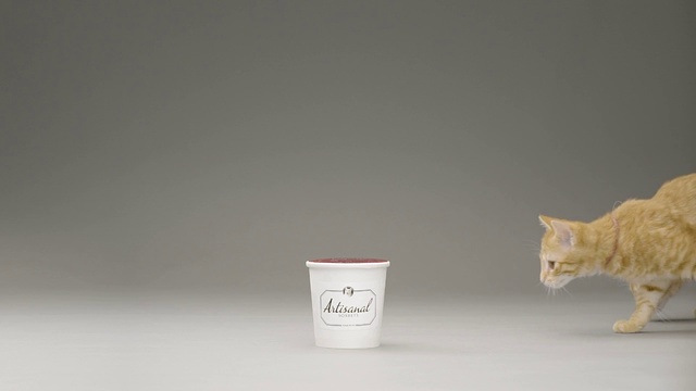 Video Reference: Cat, Felidae, Small to medium-sized cats, Kitten, Cup, Carnivore, European shorthair, Domestic short-haired cat, Whiskers, Tabby cat