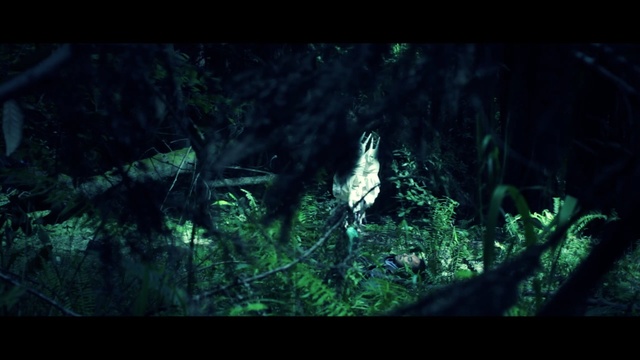 Video Reference: green, nature, darkness, forest, screenshot, jungle, tree, old growth forest, wildlife, organism