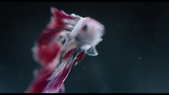 Video Reference: Organism, Cnidaria, Marine invertebrates