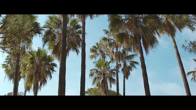 Video Reference: Tree, Nature, Palm tree, Desert Palm, Arecales, Vegetation, Woody plant, Sky, Plant, Attalea speciosa