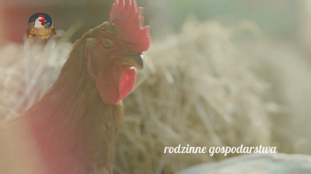 Video Reference: Chicken, Rooster, Galliformes, Livestock, Poultry, Bird, Phasianidae, Beak, Comb, Feather